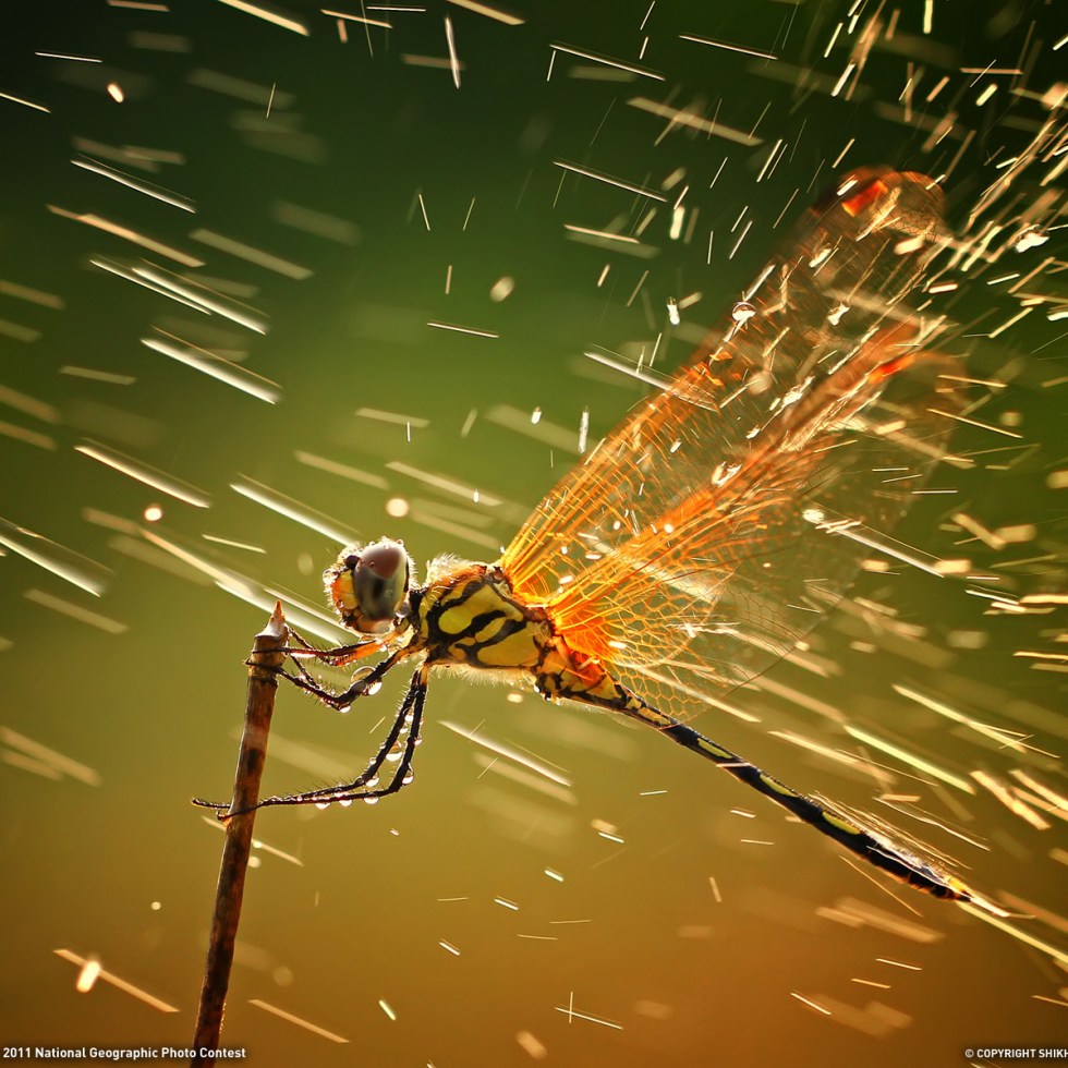 Dragonfly