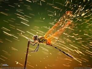 Dragonfly