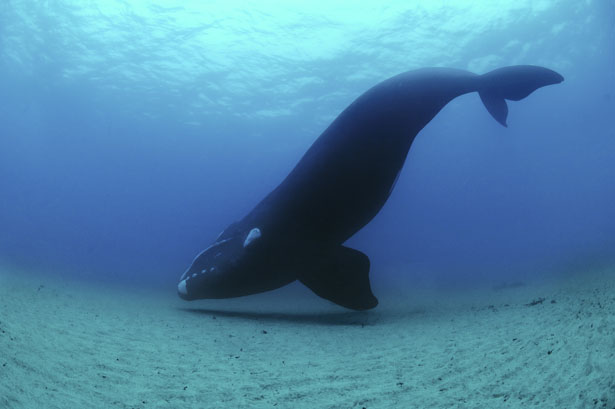 Southern Right Whale