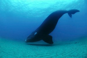 Southern Right Whale
