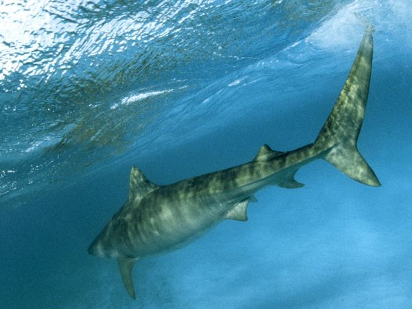 Tiger Shark