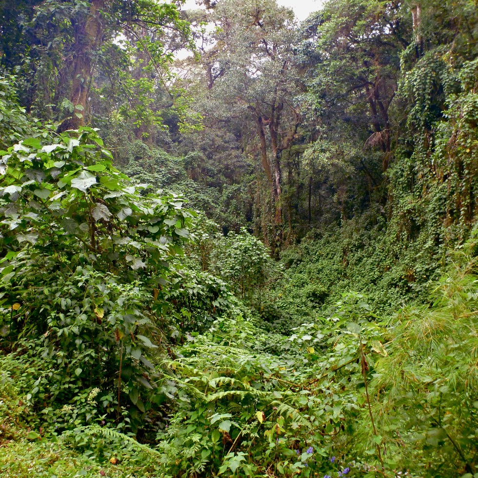 The Costa Rican Rainforest