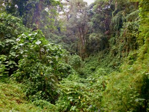 The Costa Rican Rainforest