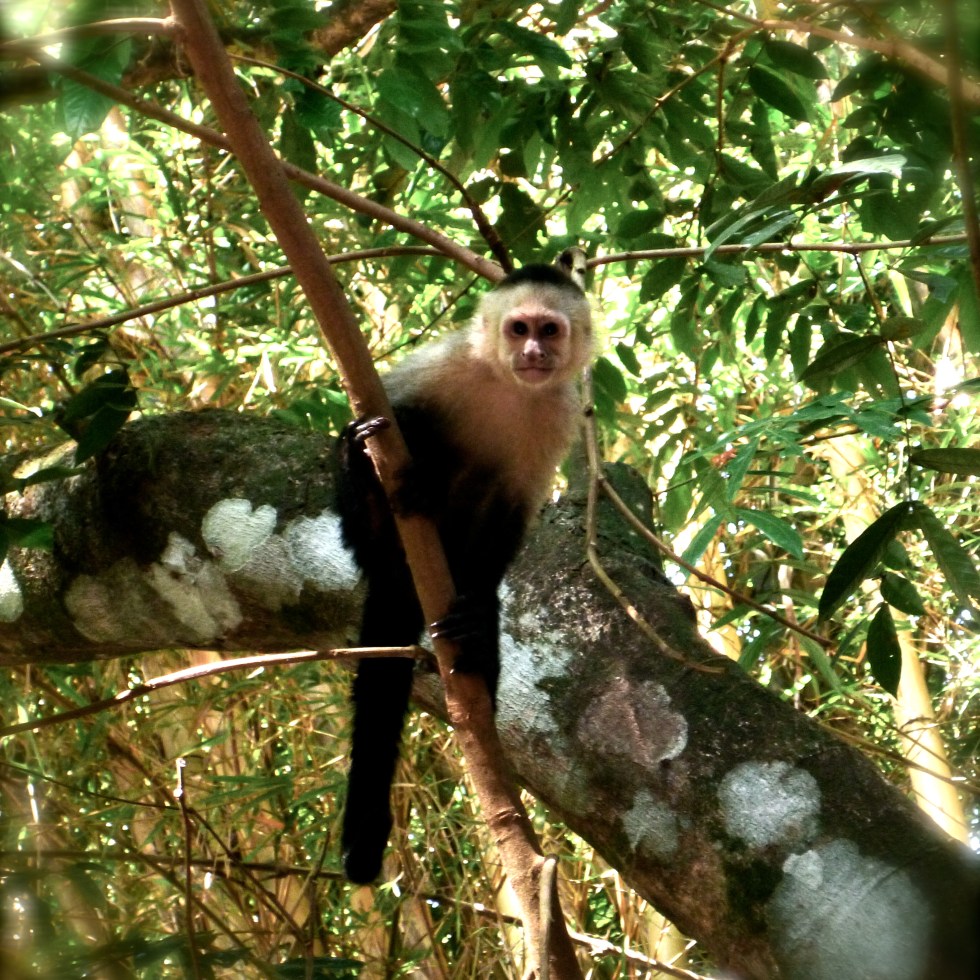 Capuchin