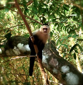 Capuchin