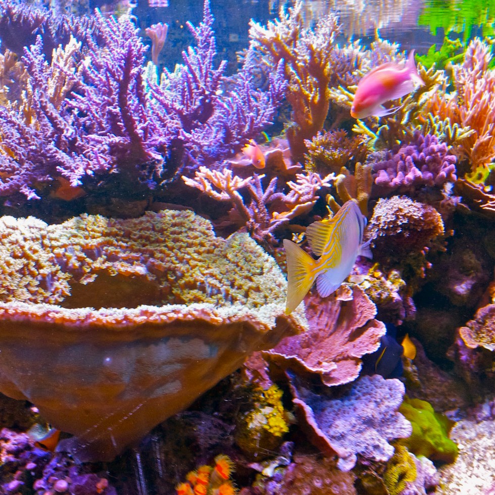 Coral at the Minnesota Zoo, kvogel2013