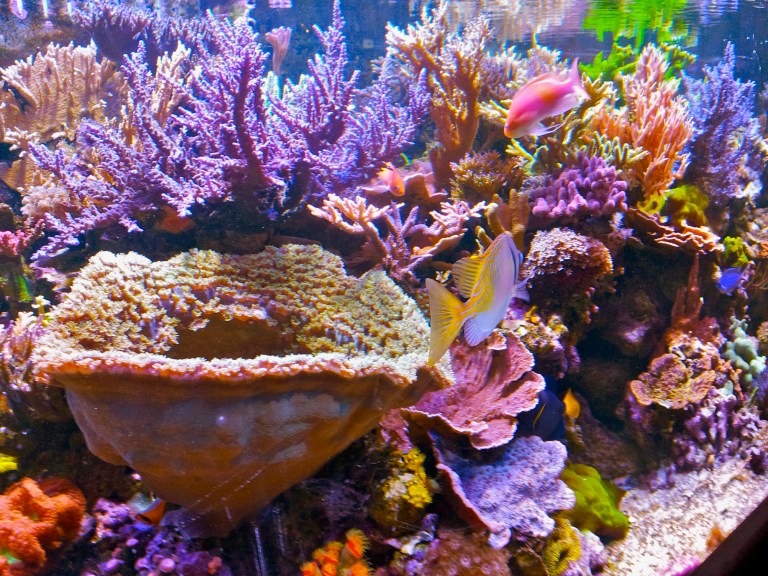 Coral at the Minnesota Zoo, kvogel2013